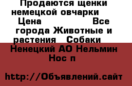 Продаются щенки немецкой овчарки!!! › Цена ­ 6000-8000 - Все города Животные и растения » Собаки   . Ненецкий АО,Нельмин Нос п.